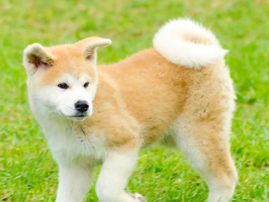 Cachorros Akita Japonés