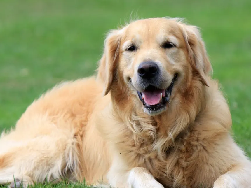 Cachorros Golden Retriever