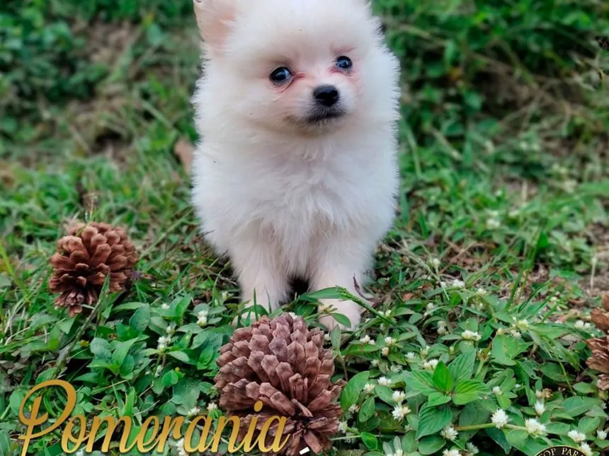 Cachorros Pomerania de raza pura