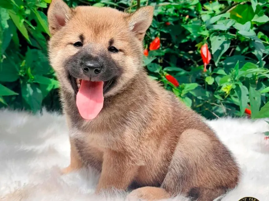 Cachorros Shiba Inu disponibles — foto 1