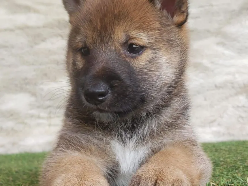Cachorros Shiba Inú vacunados — foto 1